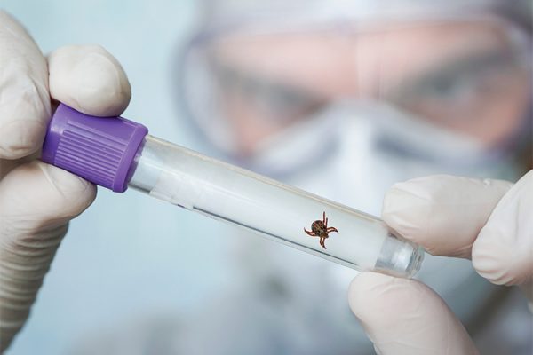 LÁTKY ZO SLÍN KLIEŠŤOV MÔŽU POSLÚŽIŤ PRI LIEČBE MNOHÝCH OCHORENÍ