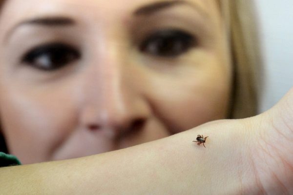 Kliešť obyčajný má až 300 hostiteľov, v žihľave ho zrejme nechytíte